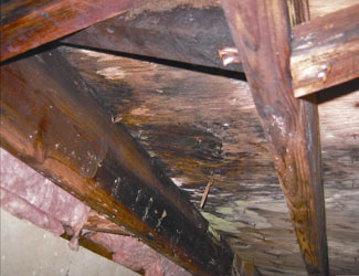 mold and rot in a Bangor crawl space
