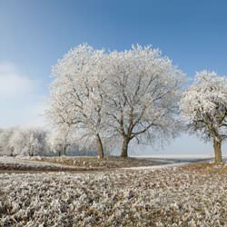 Frost covering trees and a grassy field in Brunswick