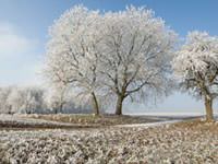 Frost on a grassy hill with a frost-covered tree.