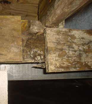Extensive basement rot found in Rochester by TC Hafford Basement Systems