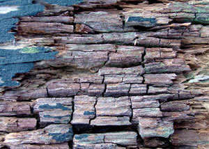 Dry rot damaging wood in Yarmouth