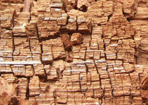 Wood severely damaged by dry rot damage in Gardiner