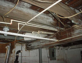 a humid basement overgrown with mold and rot in Sanford